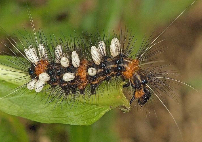 There may be 14 million more insect species than previously thought, suggests study