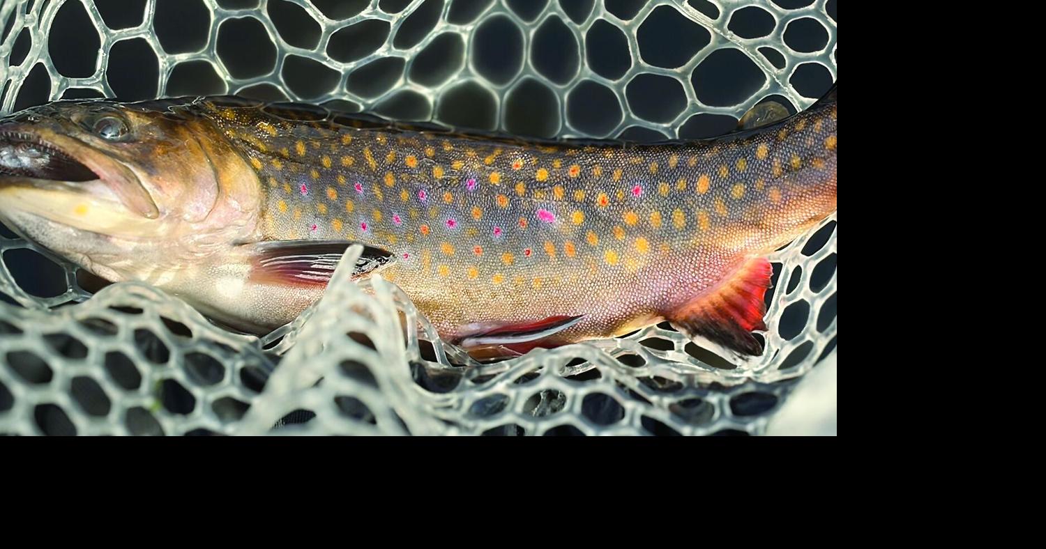 North Country Angling: Premonitions of an angler Aug 28, 2026 19 mins ago