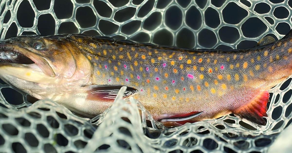 North Country Angling: Premonitions of an angler Aug 28, 2026 19 mins ago