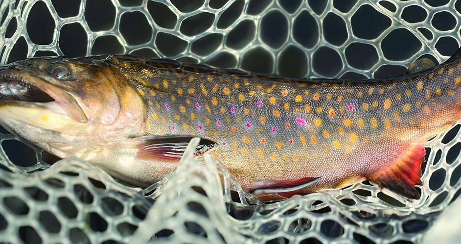 North Country Angler - big fish
