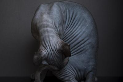 An AI and a human might classify this mammal with gray, wrinkled skin as very different animals.