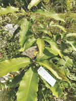 Green Mountain Conservation Group to host 'Restoration of the American Chestnut' Sept. 22