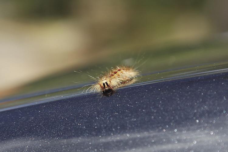 06-19-21 Caterpillars on car