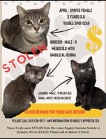 $3,000 reward offered for return of stolen cats