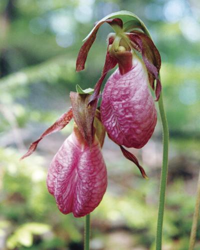 lady slippers