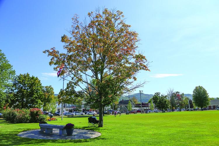 09-16-26 Schouler Park Trees near bench 2