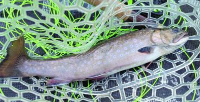 North Country Angler - pre-spawn brook trout