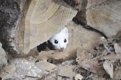 Winter Wonderland: How Animals Adapt to Cold and Snow