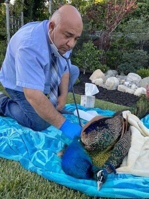 Mobile In-Home Pet Euthanasia & Cremation Expands in San Bernardino & High Desert