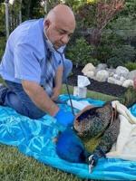 Mobile In-Home Pet Euthanasia & Cremation Expands in San Bernardino & High Desert