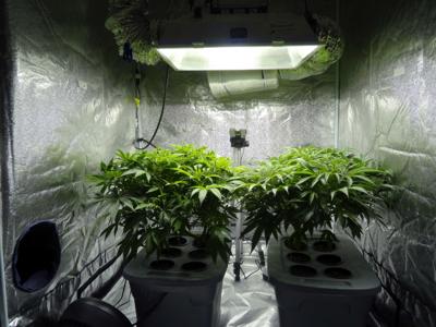 cannaplants