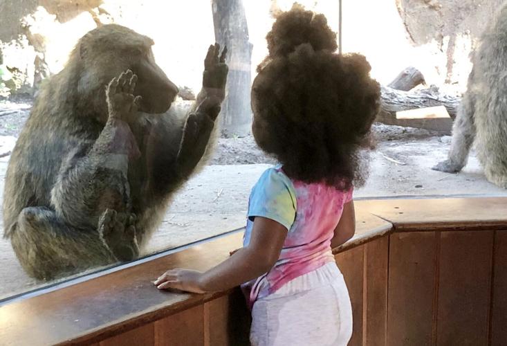 Children share a common understanding of geometry with monkeys, reveals study