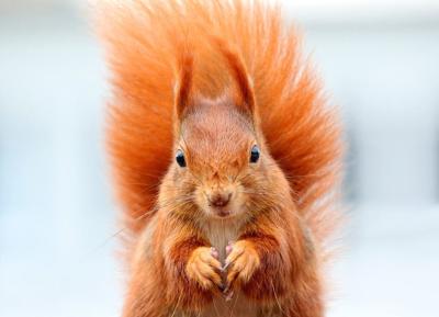 Possierlich Squirrel Animals Nager
