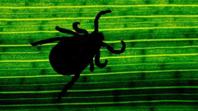 Tick populations have surged in the Northeast. Here’s how to keep you and your pets safe this summer.