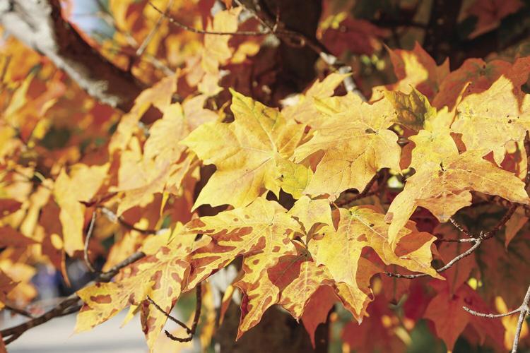 10-07-23 cranmore foliage 2