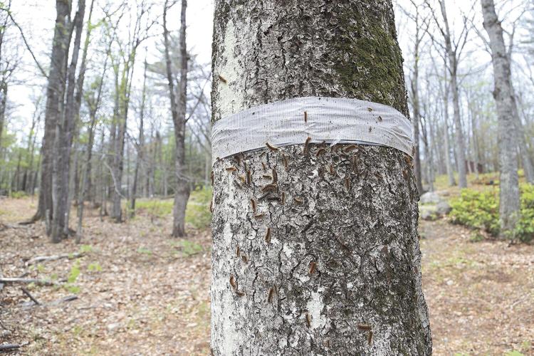 06-19-21 Caterpillars tree with duct tape