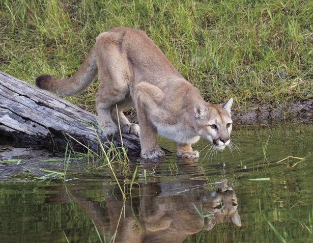 Should the east be home to cougars again?