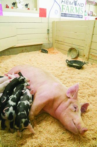 09-29-25 Fryeburg Fair nursing pigs vertical