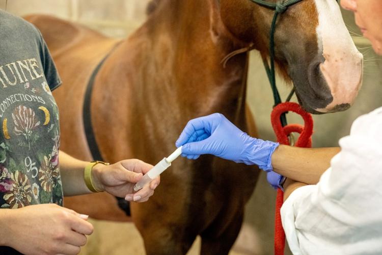 Horse behaviour is influenced by the smell of fear, reveals new research