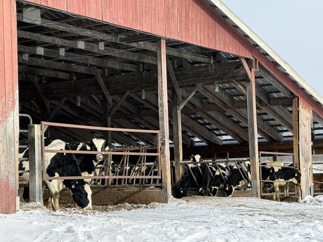 Cows in winter at Flint Farm in Milan