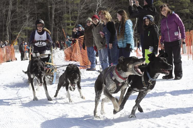 3-3-19 Tamworth sled dogs