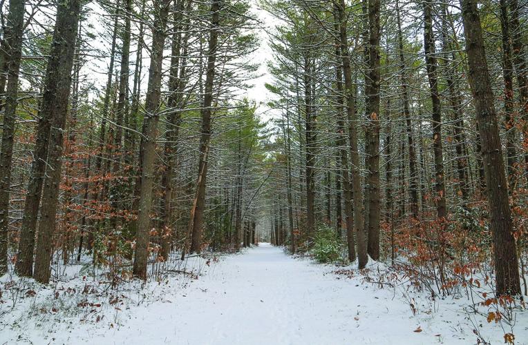12-01-25 Snow whitaker branches over trail wider