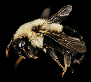 UNH research supports Granite State’s native bees