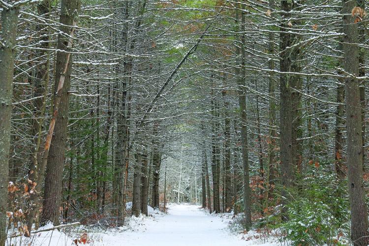 12-01-25 Snow whitaker branches over trail medium