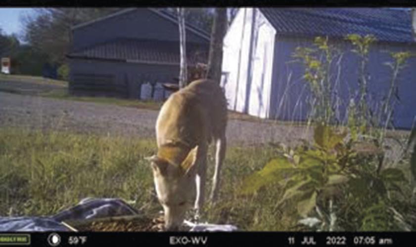 Bergie trail cam