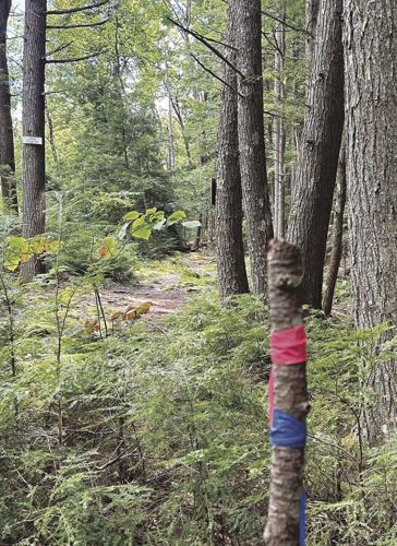 Whitaker Woods Upper Perimeter Trail