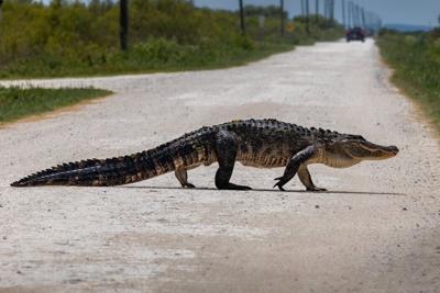 As Florida's human population grows, wildlife increasingly has nowhere to go.