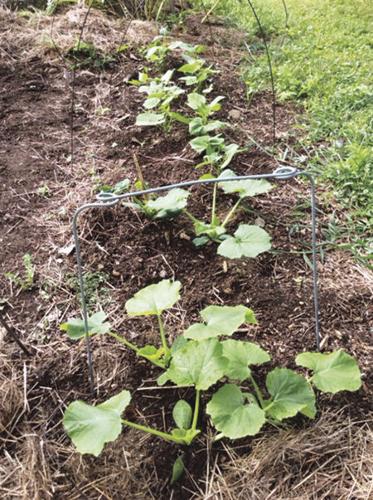 squash seedlings