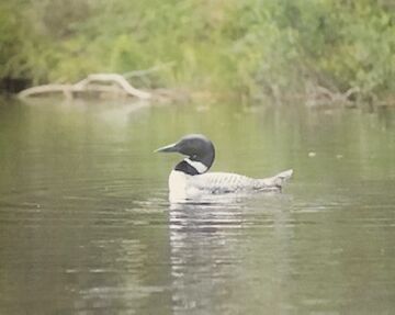 8-21-2021 North Country Angling-Loon