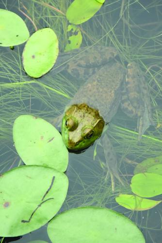 Tin Mountain Wander - frogJPG