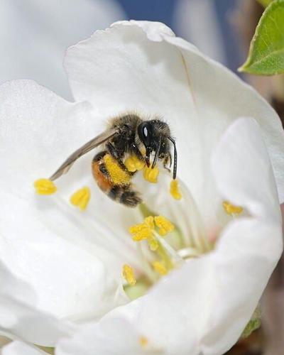 Flowers shape spread of disease among wild bees, suggests study