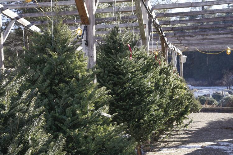 12-13-22 McSherrys rows medium