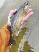 North Country Angling: 2023 was a fine fishing year