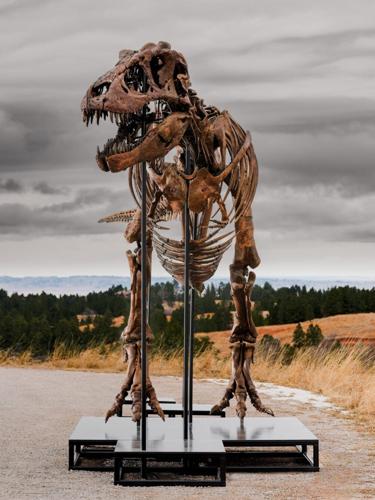 T. rex named Gus could fetch up to $30m at auction
