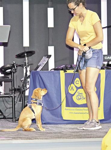 ACTS puppy raisers needed - Becca Skelton training puppy Hunter