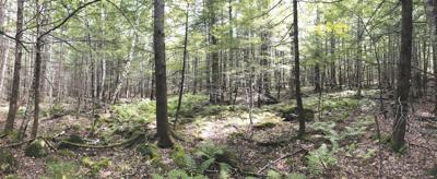 Chocorua Lake Conservancy Browne Memorial Forest