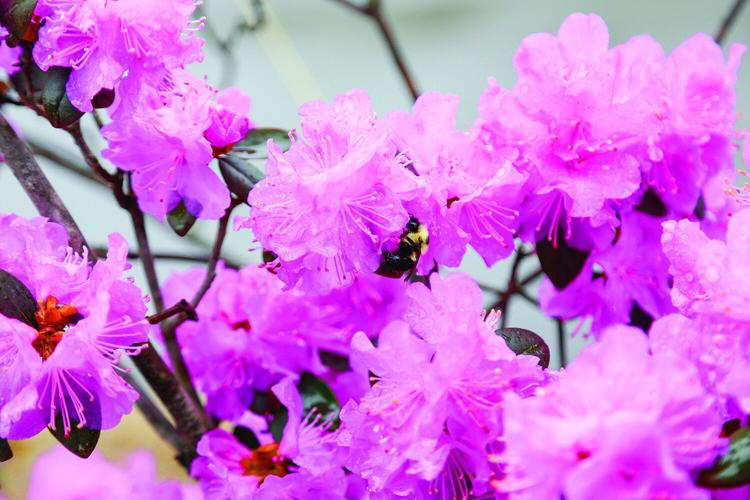 05-10-25 Rainy Flowers bee best