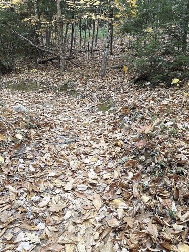 Wheel Family Fun - Leaves and Trails - Marshall Conservation area not leaf-blown