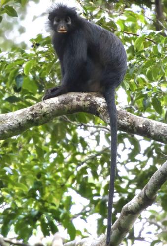 New species of monkey with unusual orange lips discovered in African rainforest