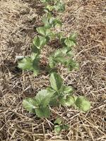 More Thoughts While Weeding: It's summer: How does your garden grow?