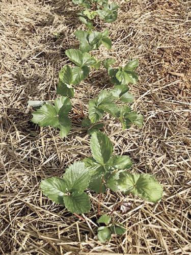 strawberries straw