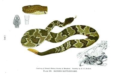EP w41 in ye olden times rattlesnake picture for lecture, Poisonous Snakes of the Eastern United States, Davis & Brimley 1 rattlesnake coo.31924003019860-seq_12.tif