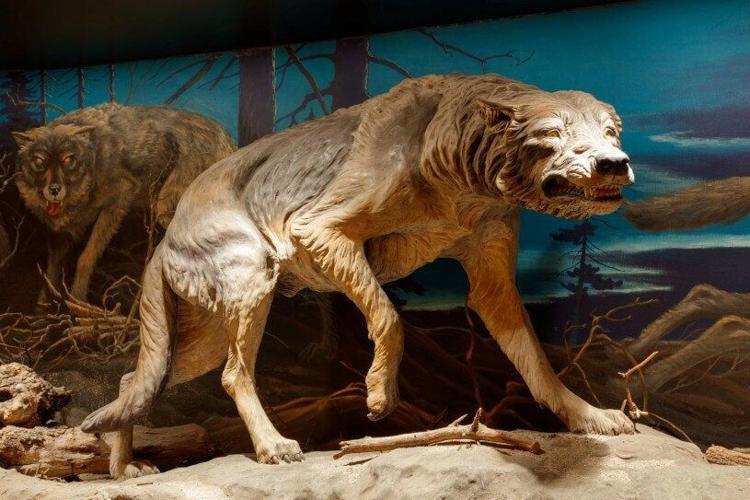 Why the Americas lost more giant mammals than Africa or Asia