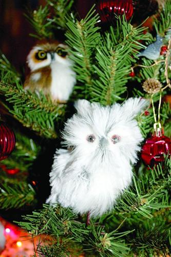 CUT dd47 ROP Casco library trees 6.tif