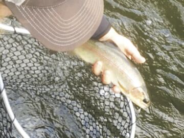10-9-2021 North Country Angling-Rainbow trout