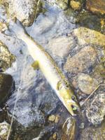 North Country Angling: Ready, set, go— it’s salmon time